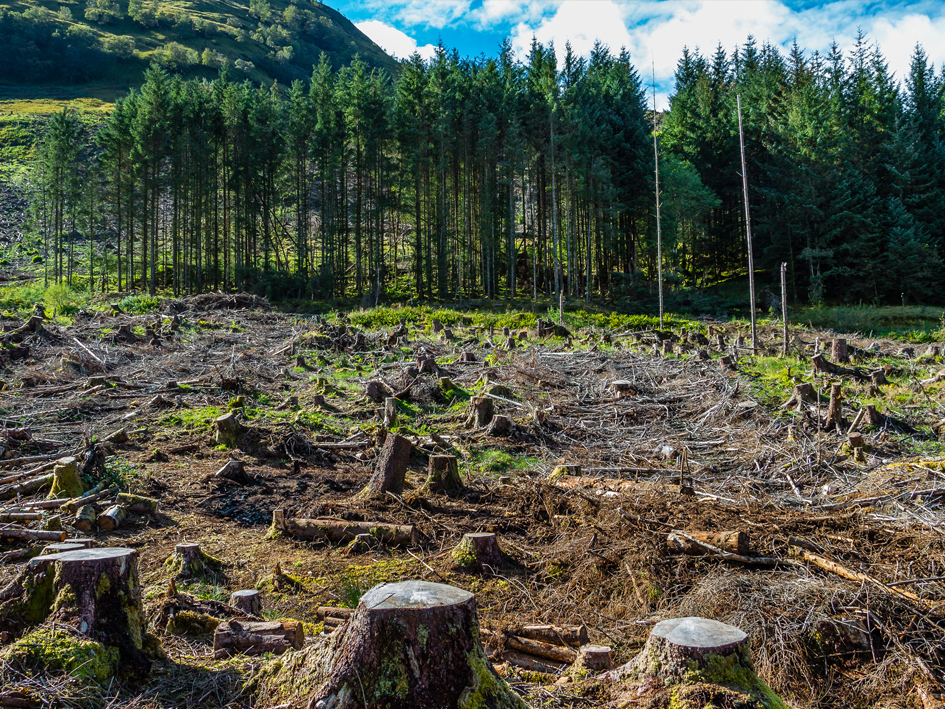 EU negotiators agree to one-year delay of the Anti-Deforestation law